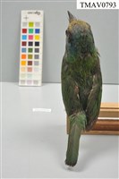 五色鳥藏品圖，第13張